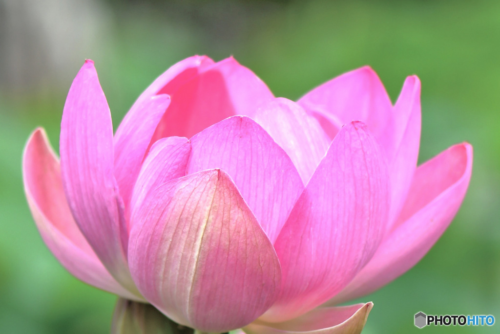蓮の花  「大賀蓮」　　