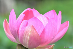 蓮の花  「大賀蓮」　　