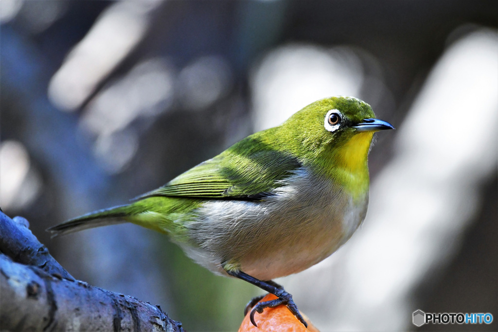 野山の鳥 23-001 メジ君