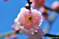 庭に咲いた梅の花 23-063 