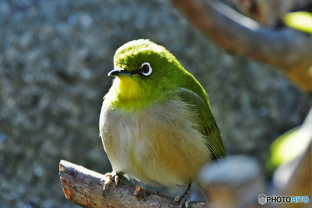 野山の鳥 22-180 メジ君