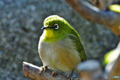 野山の鳥 22-180 メジ君