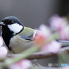 梅の花と四十雀さん