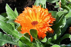 庭に咲いた花  21-619