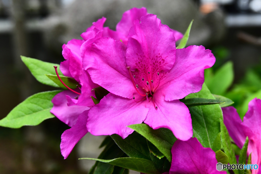 庭に咲いたツツジの花 22-238