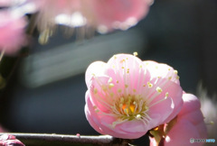 庭に咲いた梅の花 23-085 