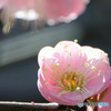 庭に咲いた梅の花 23-085 