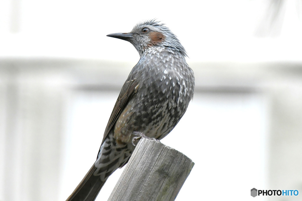 野山の鳥  ヒヨさん