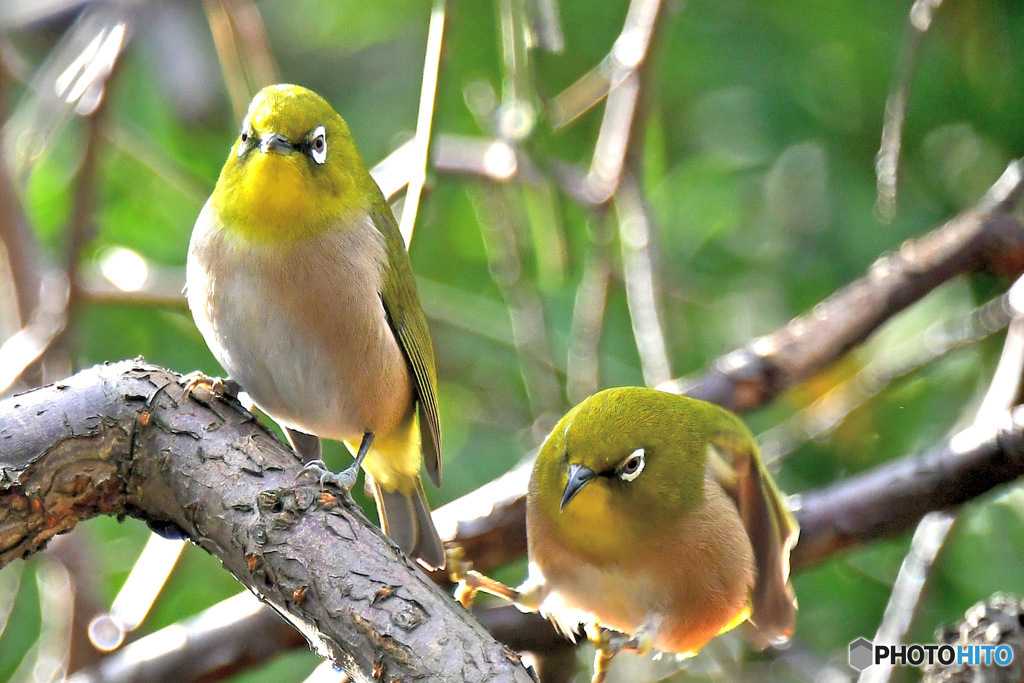 野山の鳥  メジ君と