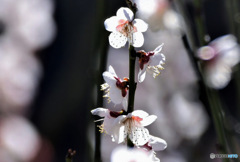  庭に咲いた白梅の花 23-073