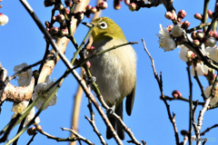 野山の鳥  メジ君  21-172