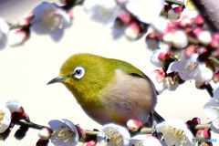 ２月の初旬に遇った メジロ