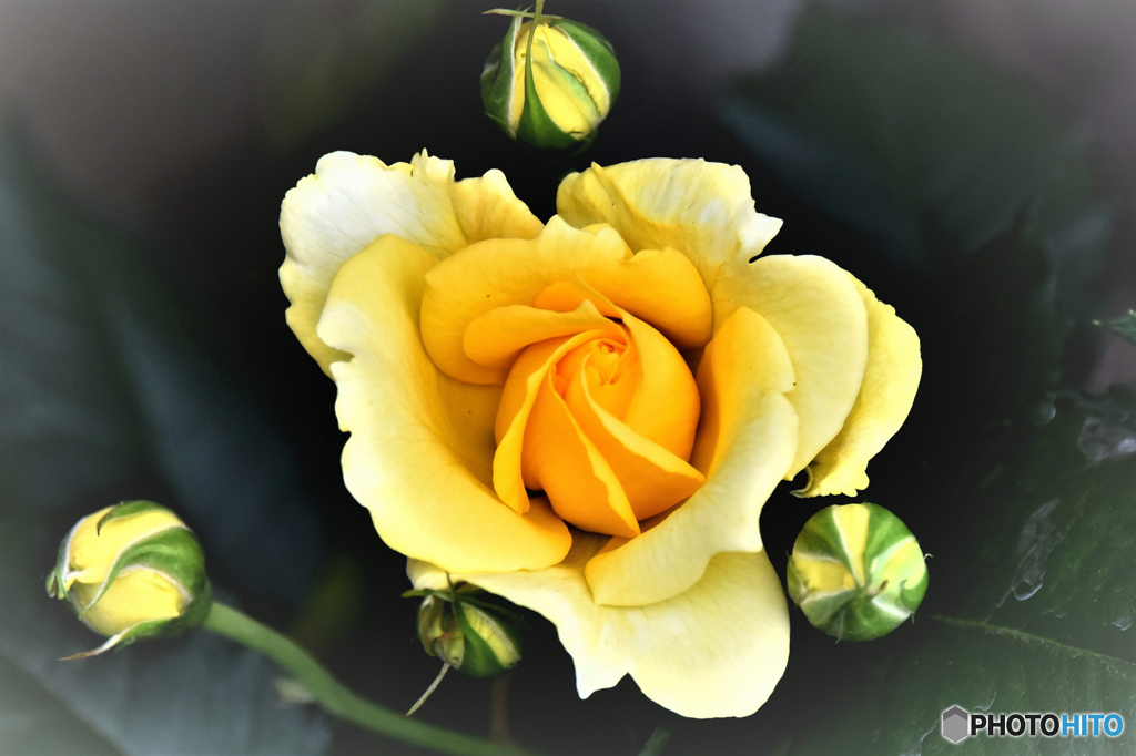 花壇に咲いた黄色の薔薇  792