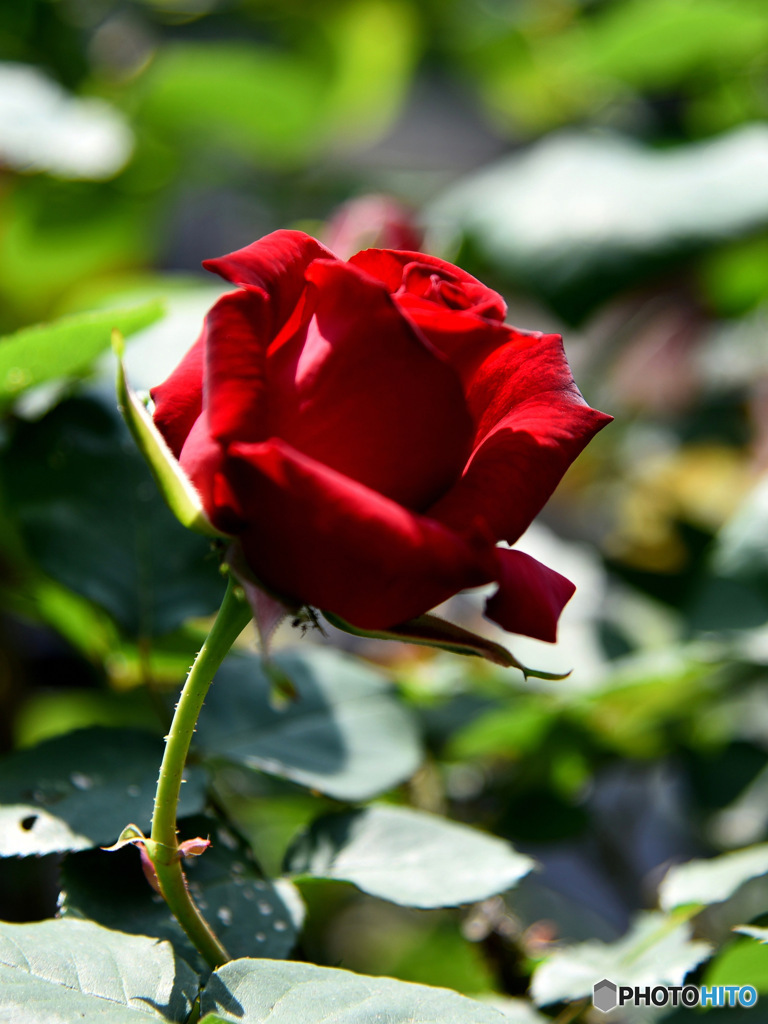 庭に咲いた花 23-322