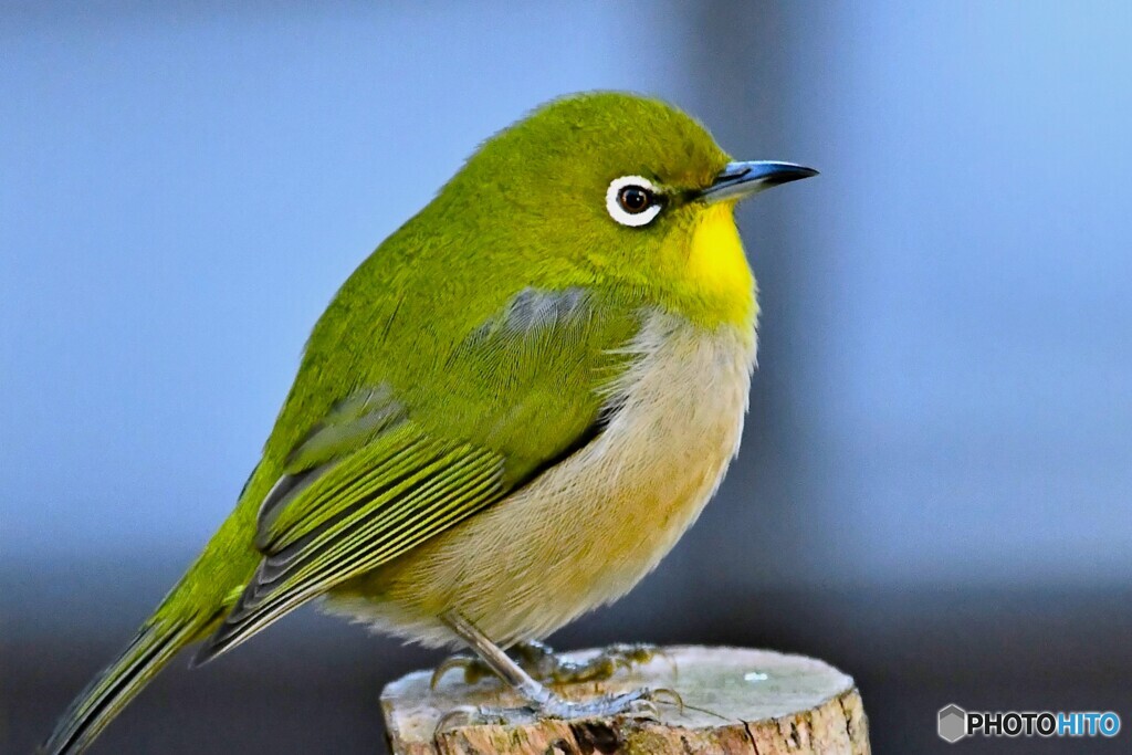 野山の鳥  メジ君