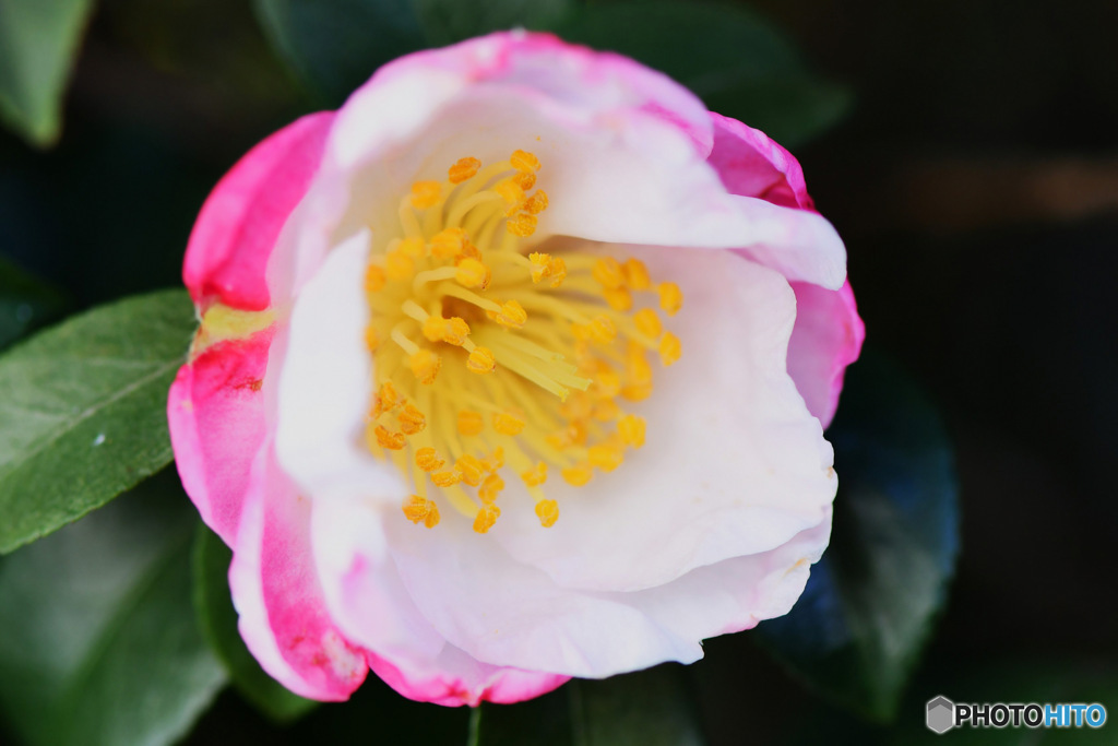 庭に咲いたサザンカの花  