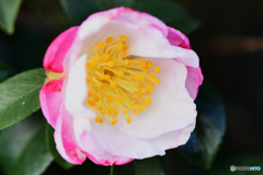 庭に咲いたサザンカの花  