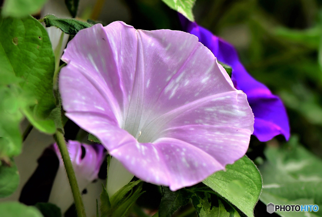 あさがおの花 23-250 