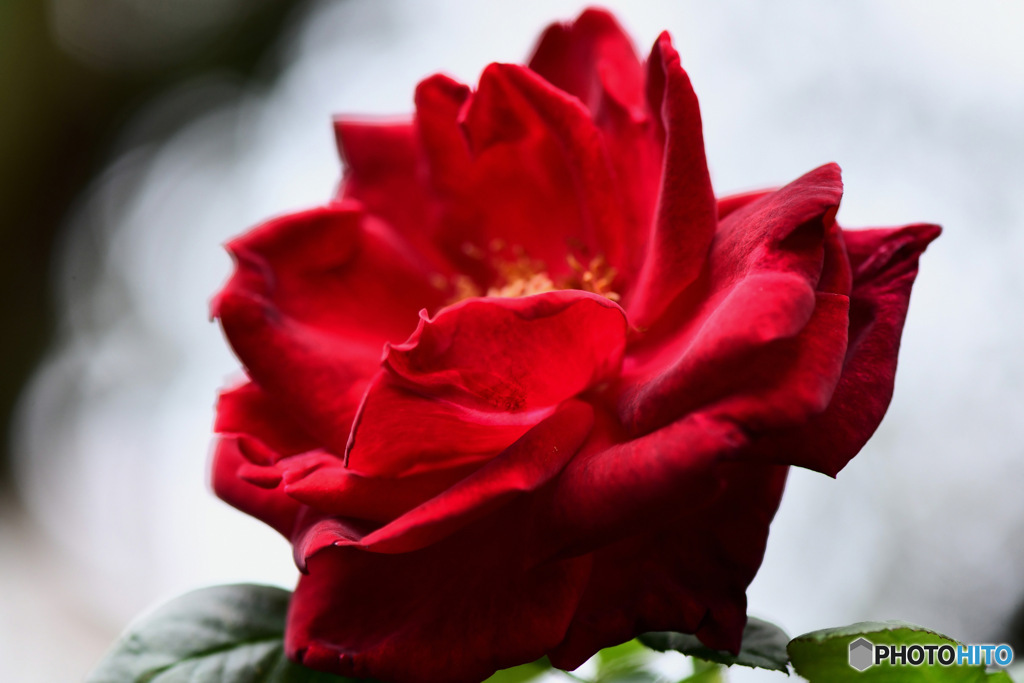 秋の庭に咲いたバラの花   