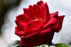 秋の庭に咲いたバラの花   