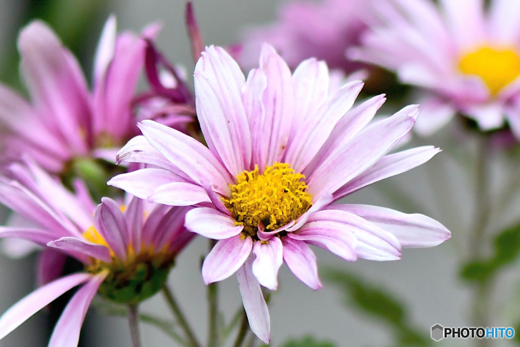 庭に咲いた小菊