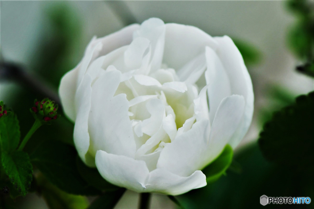 白い芍薬の花 23-186