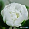 白い芍薬の花 23-186