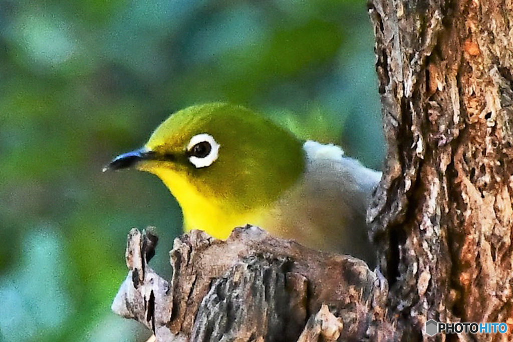 野山の鳥 21-373 メジ君の隠れんぼ