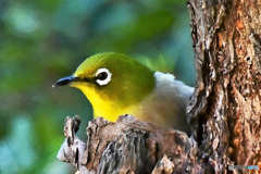 野山の鳥 21-373 メジ君の隠れんぼ