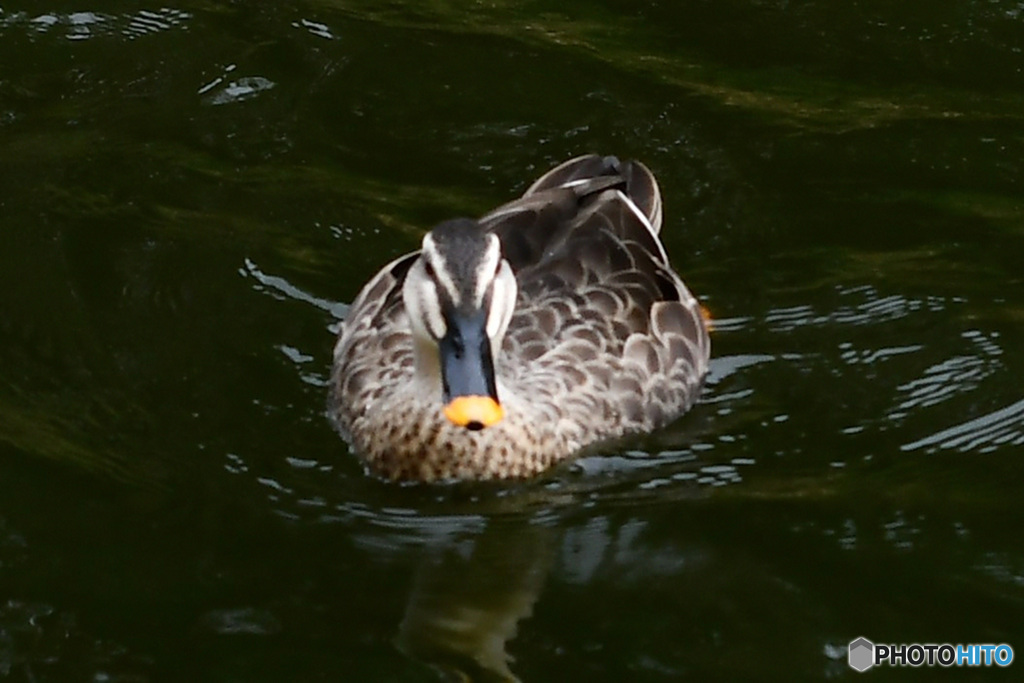水辺の鳥 ④