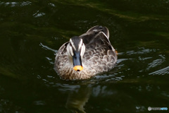 水辺の鳥 ④