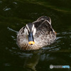 水辺の鳥 ④