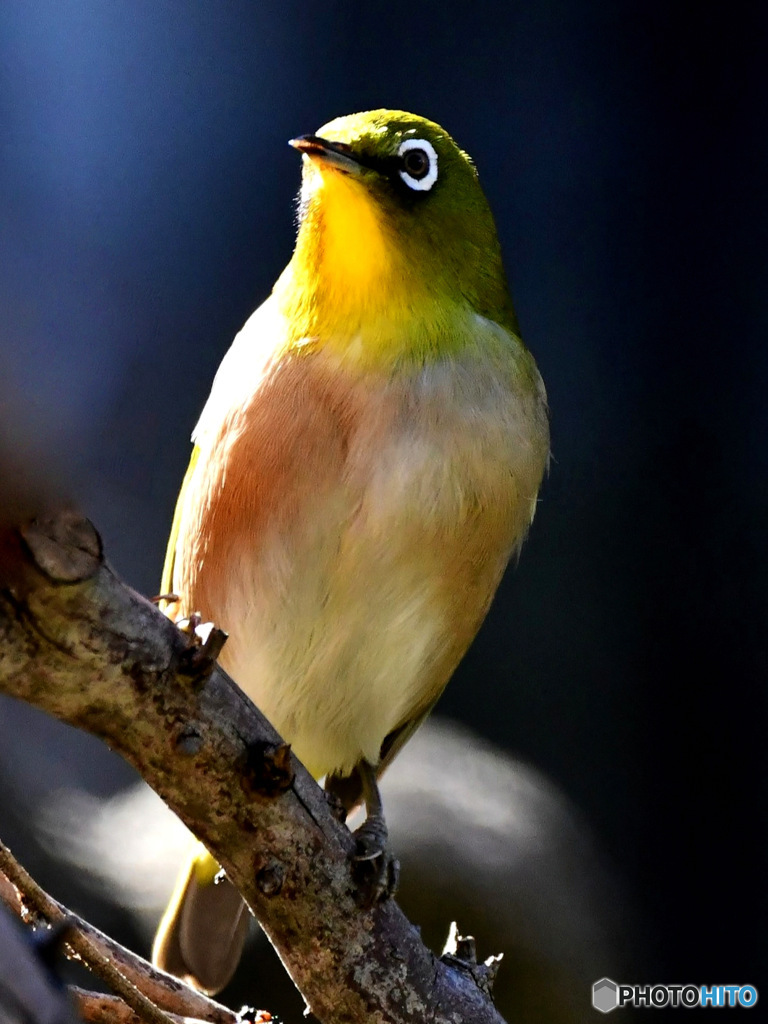 野山の鳥  メジロ