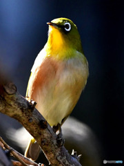 野山の鳥  メジロ