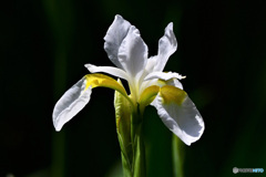 白アヤメの花  21-328