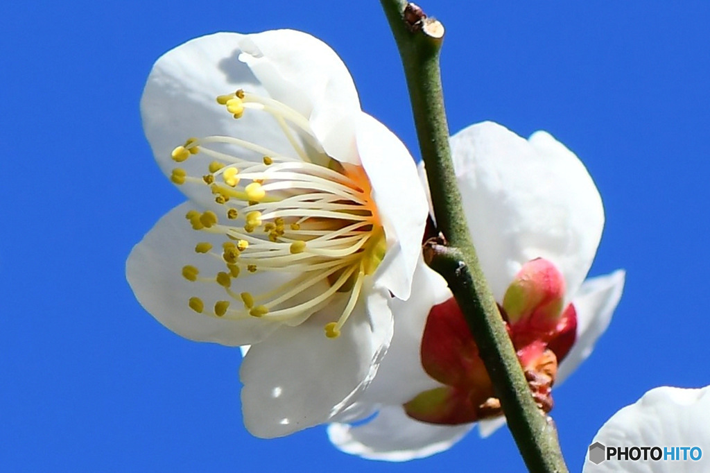 庭に咲いた梅の花 23-004  