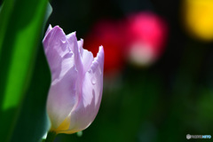  庭に咲いたチューリップの花 22-178  