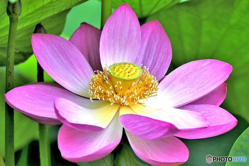 蓮の花