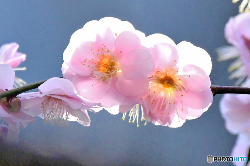 枝垂れ淡い紅梅