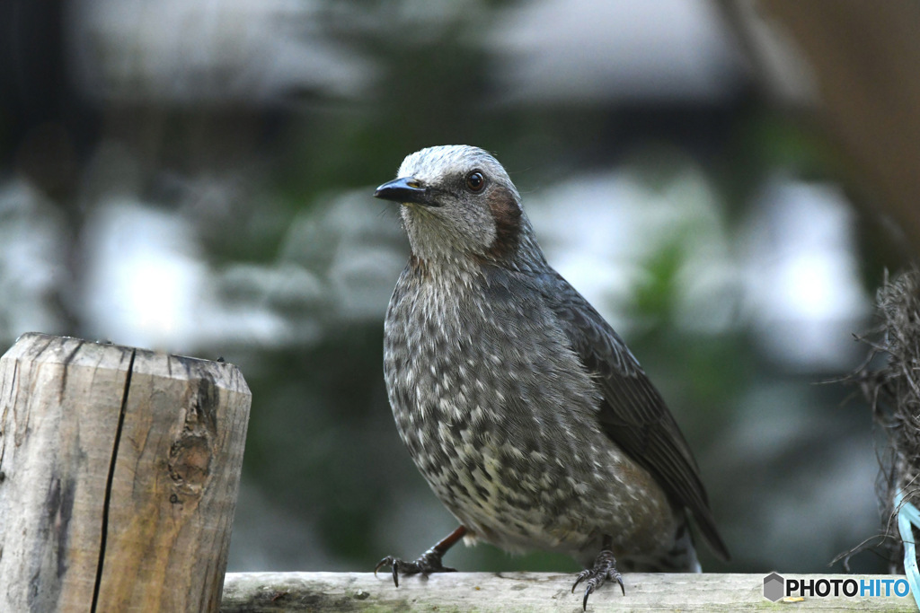野山の鳥  ヒヨさん