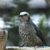 野山の鳥  ヒヨさん