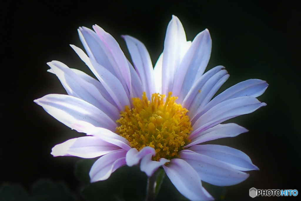 庭に咲いた小菊 23-002