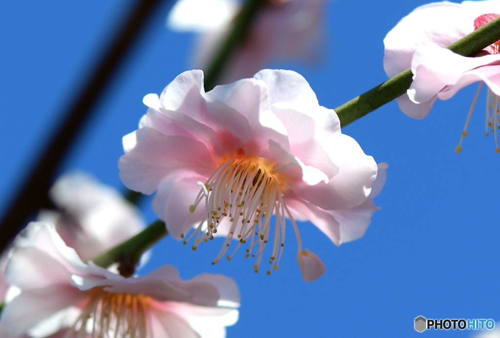 淡い色の紅梅と青空