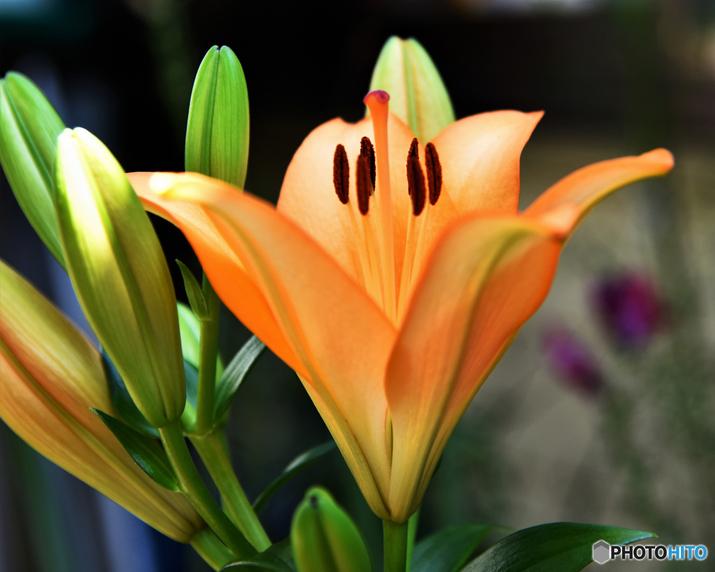 庭に咲いたユリの花 22-318