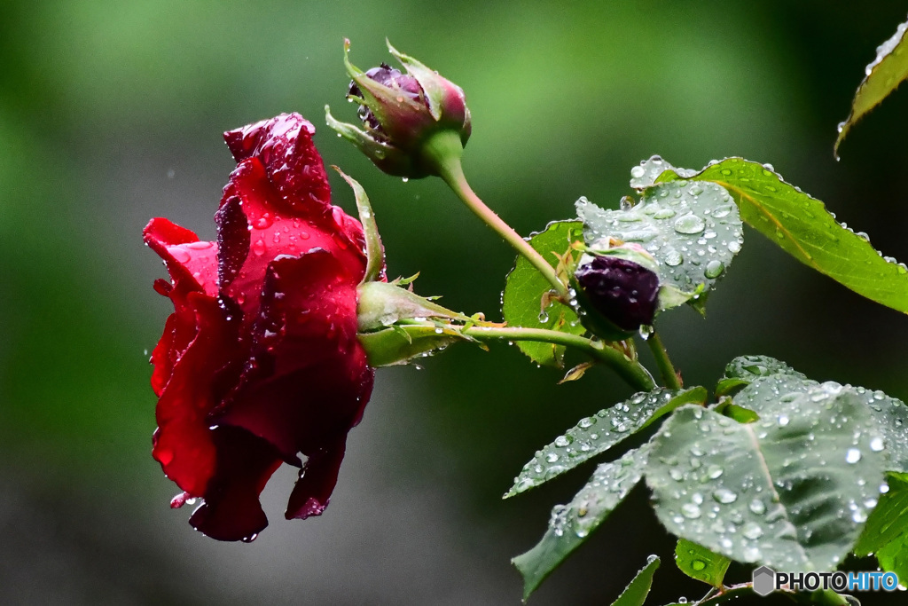 雨に濡れる薔薇の花  21-322