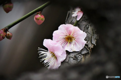 庭に咲いた梅の花 22-061