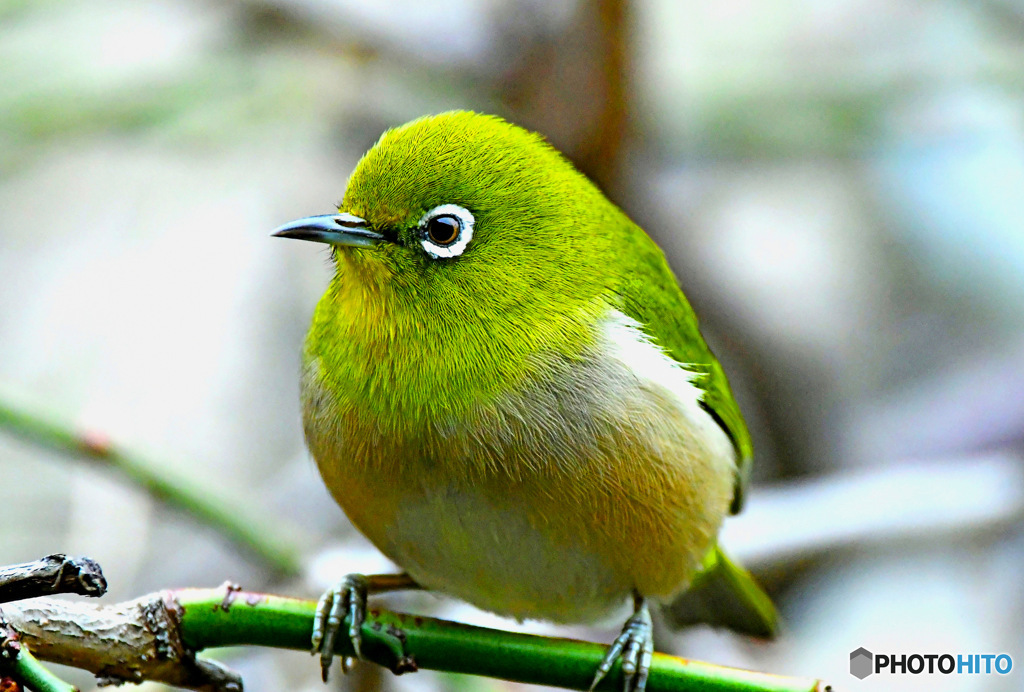 野山の鳥  メジ君