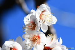 初春に咲いた花  21-564
