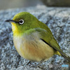 野山の鳥 22-214 メジ君 