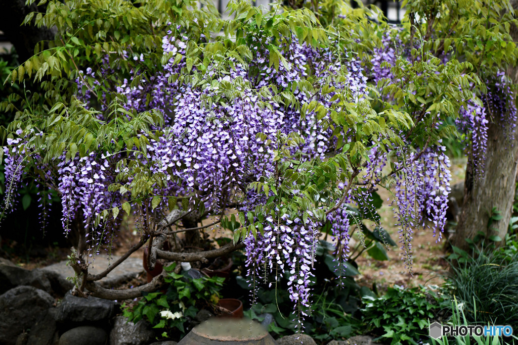 庭に咲いた藤の花 23-132 